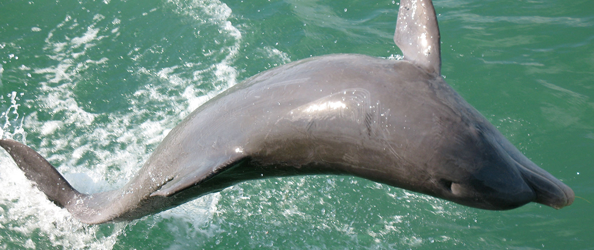best-dolphin-tour-sanibel