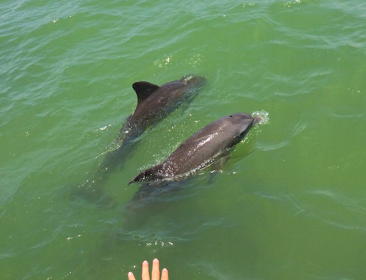 fort-myers-beach-dolphin-tour-4